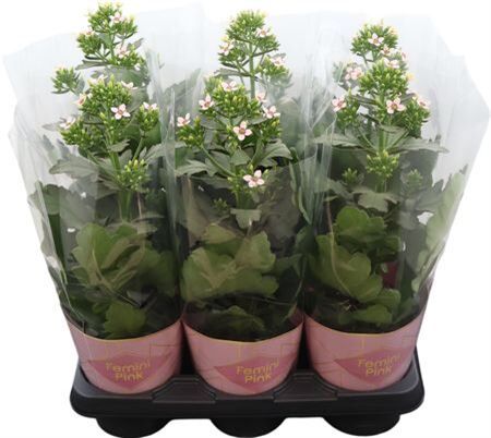Kalanchoe Femini Pink Potcover