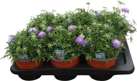 Scabiosa Japonica