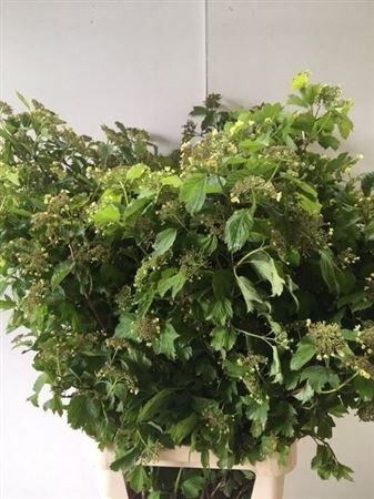 Viburnum Opulus 100cm P Stem