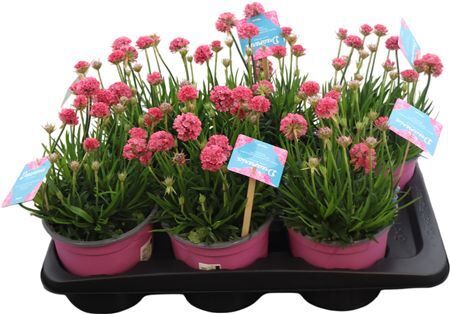 Armeria Pseudarmeria Dreameria Gemengd