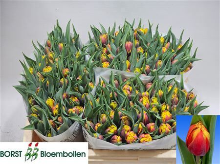 Tu Du Bob Marley