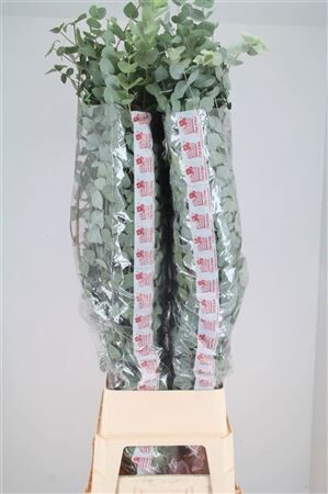 Euca Cinerea Super P Stem 140 Cm