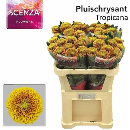 Chr G Tropicana