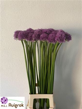 Allium Gladiator