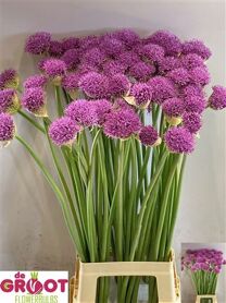 Allium Gladiator