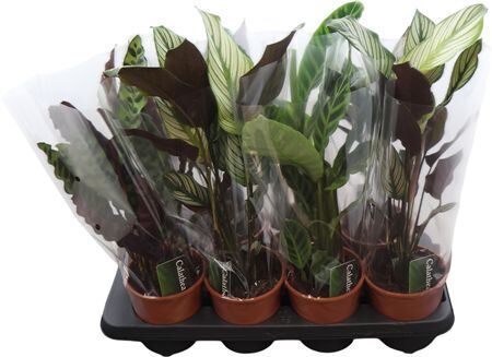 Calathea Gemengd
