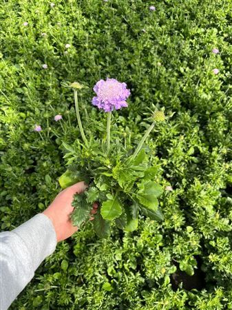 Scabiosa Columbaria Blau