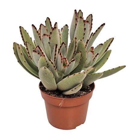 Kalanchoe Tomentosa
