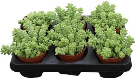 Sedum Burrito