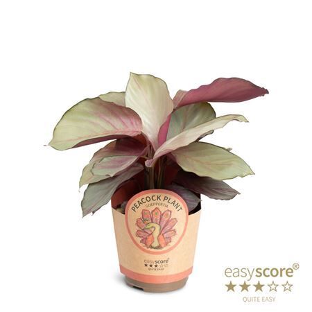 Calathea Roseopicta Silverplate Potcover
