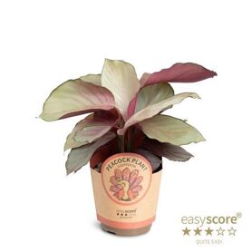 Calathea Roseopicta Silverplate Potcover