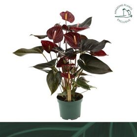 Anthu An Delicata