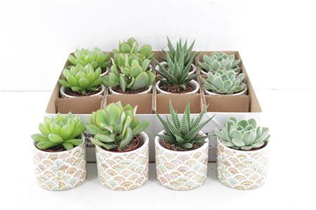 Arr3 De Truly Succulent - Ker. Pot