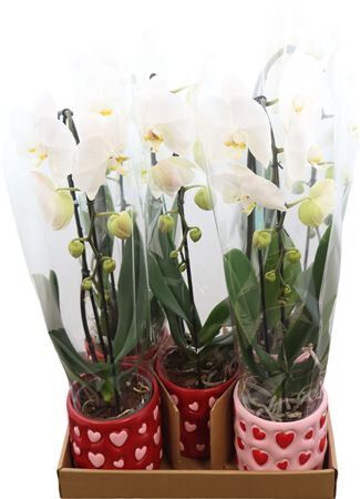 Phal Casc Tokyo 1 Tak Keramiek Rood - Roze