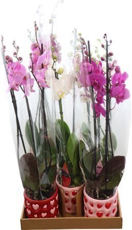 Phal Gemengd 3 Tak Keramiek Rood - Roze