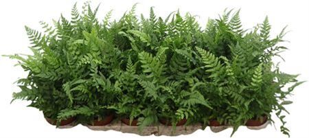 Athyrium Overig
