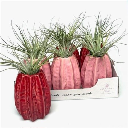 Airplant Tillandsia Carambola Pink - Red