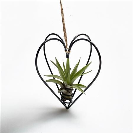 Airplant Tillandsia Black Heart