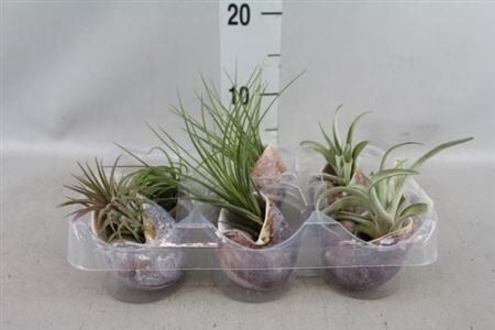 Airplant Tillandsia Sneaky Snail