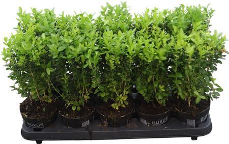 Buxu Sempervirens