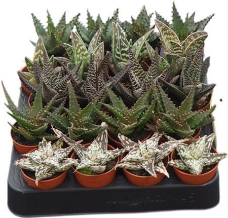 Haworthia Gemengd