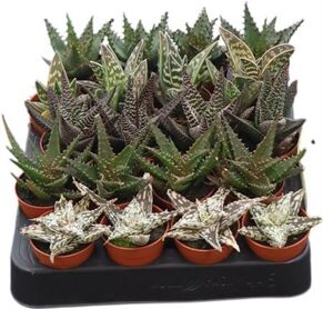 Haworthia Gemengd