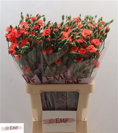 Di Tr Orange Amelie