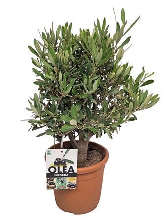 Olea Europaea