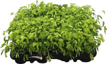 Mimosa Pudica