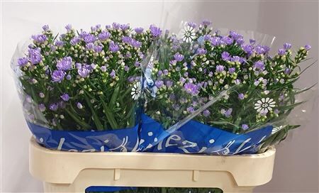 Aster Cassandra