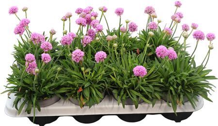 Armeria Pseudarmeria Dreameria Dream Clouds Arme P