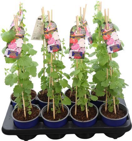 Asarina Rosa Pyramide