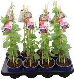 Asarina Rosa Pyramide