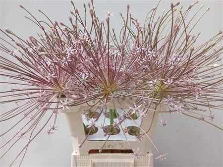 Allium Schubertii