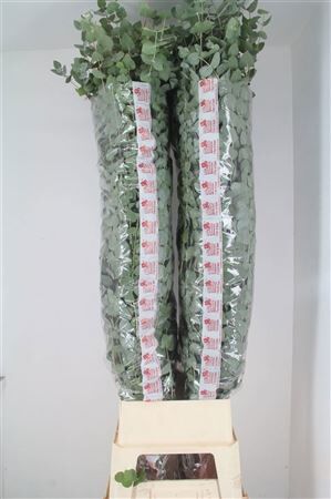 Euca Cinerea Super P Stem 160 Cm