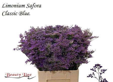Lim Safora Classic Blue