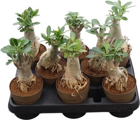 Adenium Arabicum