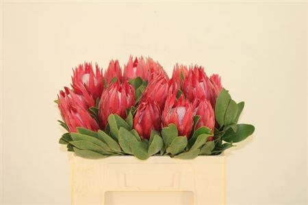 Protea Cy Madiba