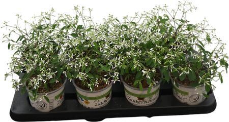 Euphorbia Hypericifolia Diamond Frost