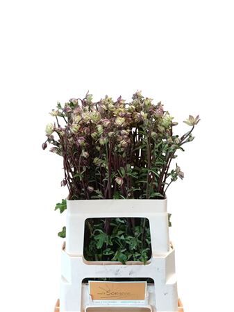 Aquilegia Nora Barlow