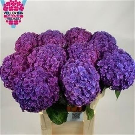 Hydr M Royal Anastasia Bl