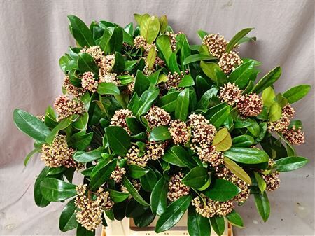 Skimmia J Rubella Bs