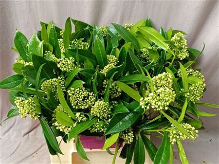 Skimmia C Kew Green Bs