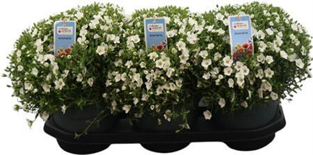 Arenaria Montana