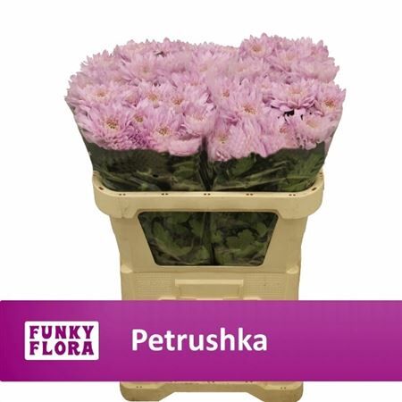 Chr G Petrushka A2