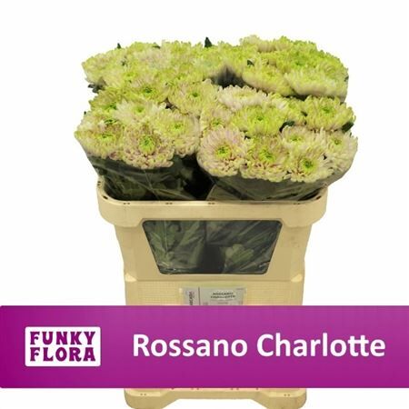 Chr G Rossano Charlotte A2