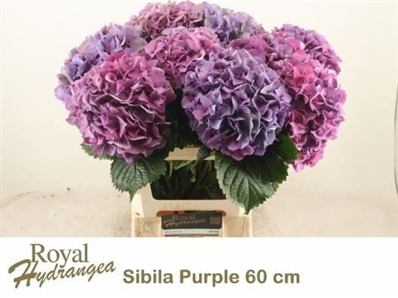 Hydr M Sibilla Pa