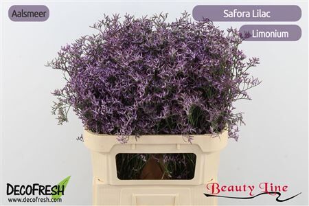 Lim Saf Lilac