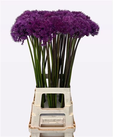 Allium Purple Sensation