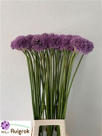 Allium Gladiator